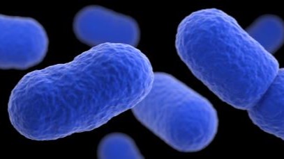 Listeria's Hidden Threat: Symptoms, Risks, and Prevention